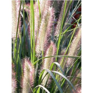 Pennisetum alopecuroïdes Herbstzauber