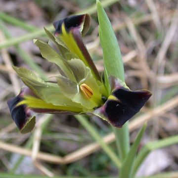 Iris tuberosus - Bellavedova