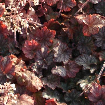 Heuchera Pinot Noir