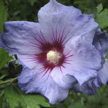 Hibiscus syriacus Marina - Ibisco