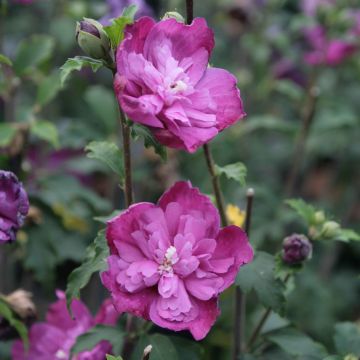 Hibiscus syriacus Purple Ruffles - Ibisco