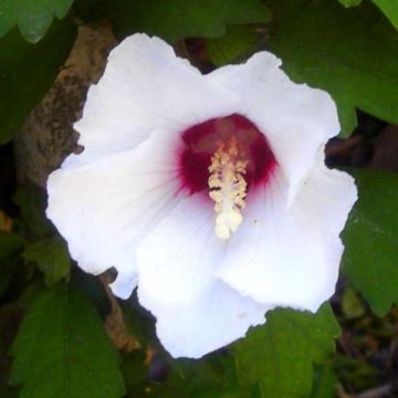 Hibiscus syriacus Speciosus - Ibisco