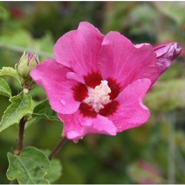 Hibiscus syriacus Woodbridge - Ibisco