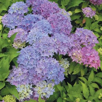 Hydrangea macrophylla Tovelit - Ortensia