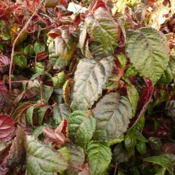 Hydrangea anomala subsp. petiolaris Winter Surprise - Ortensia rampicante