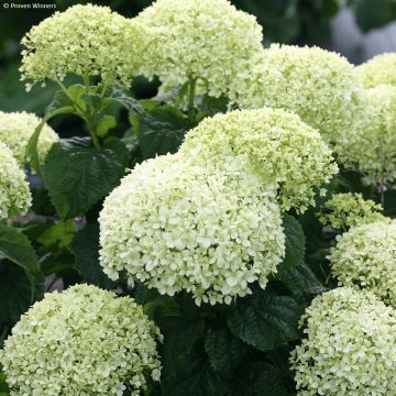 Hydrangea arborescens BellaRagazza Limetta - Ortensia