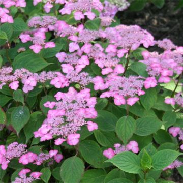 Hydrangea serrata Avelroz - Ortensia