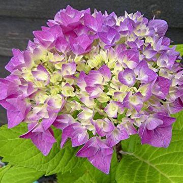 Hydrangea macrophylla Flair & Flavours Sweet Cupcake - Ortensia