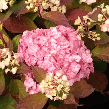 Hydrangea serrata Precioza - Ortensia