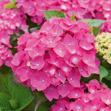 Hydrangea macrophylla Leuchtfeuer - Ortensia