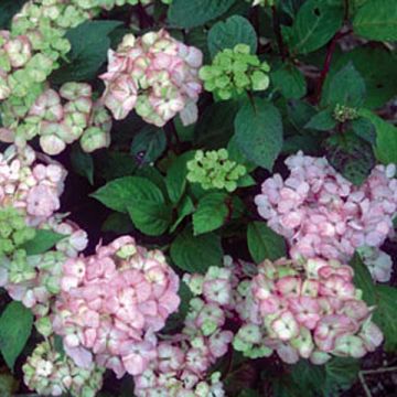 Hydrangea serrata Precioza - Ortensia