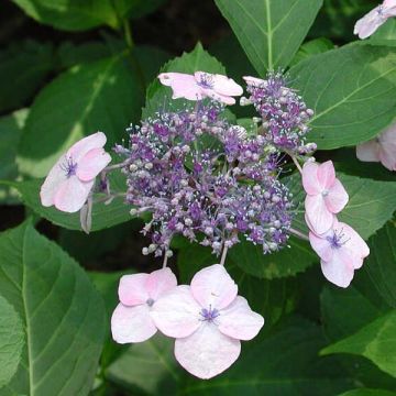 Hydrangea serrata Tiara - Ortensia