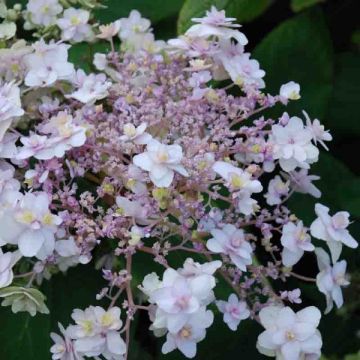 Hydrangea involucrata Yoraku Tama - Ortensia