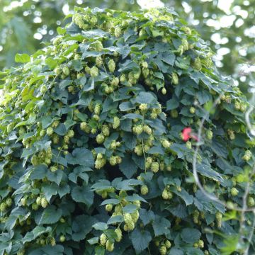 Luppolo - Humulus lupulus