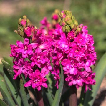 Giacinto Red Diamond - Hyacinthus