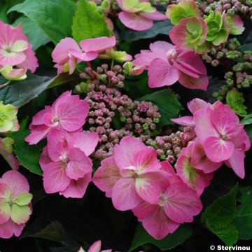 Hydrangea serrata Cotton Candy - Ortensia