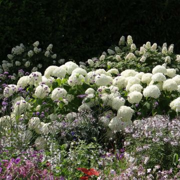 Hydrangea arborescens Annabelle - Ortensia