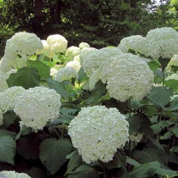 Hydrangea arborescens Strong Annabelle - Ortensia