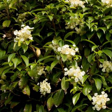 Hydrangea seemanii - Ortensia rampicante