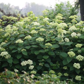 Hydrangea arborescens Lime Rickey - Ortensia