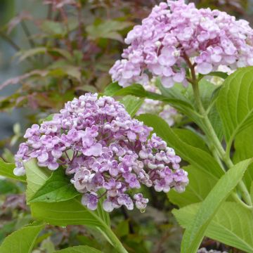 Hydrangea macrophylla Ayesha - Ortensia