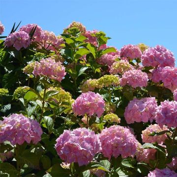 Hydrangea macrophylla Bouquet Rose - Ortensia