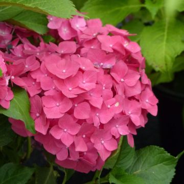 Hydrangea macrophylla Dolce Fragola - Ortensia