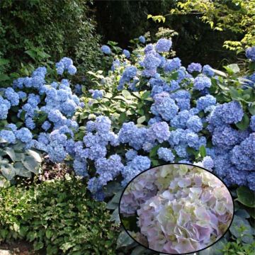 Hydrangea macrophylla Generale Vicomtesse de Vibraye - Ortensia