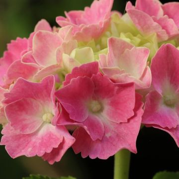 Hydrangea macrophylla Gertrud Glahn - Ortensia