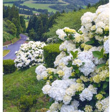 Hydrangea macrophylla Immaculata - Ortensia