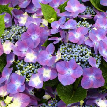 Hydrangea macrophylla Kardinal Violet - Ortensia