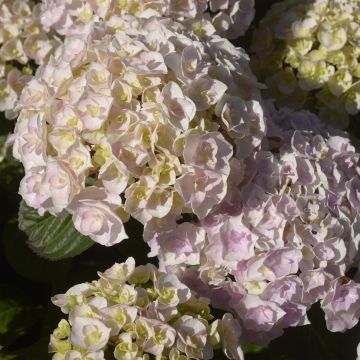 Hydrangea macrophylla Kazan - Ortensia