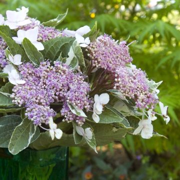 Hydrangea macrophylla Light'o'Day - Ortensia