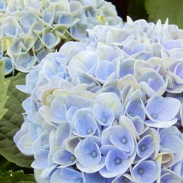 Hydrangea macrophylla Magical Revolution Bleu - Ortensia