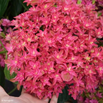 Hydrangea macrophylla Princess Diana - Ortensia