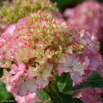 Hydrangea macrophylla So Long Sunny - Ortensia