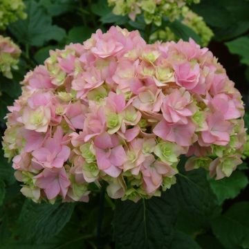 Hydrangea macrophylla You and Me Together - Ortensia