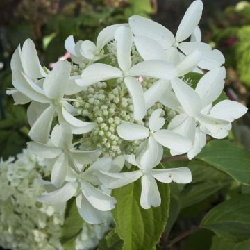 Hydrangea paniculata Great Star Le Vasterival - Ortensia paniculata