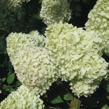 Hydrangea paniculata Limelight - Ortensia paniculata