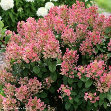 Hydrangea paniculata Little Quick Fire - Ortensia paniculata