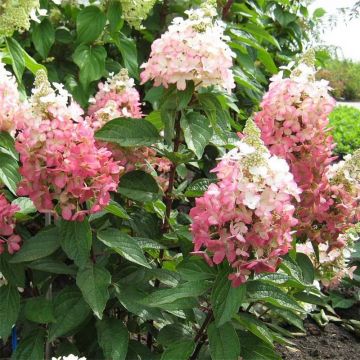 Hydrangea paniculata Magical Vesuvio - Ortensia paniculata