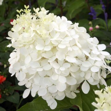 Hydrangea paniculata Phantom - Ortensia paniculata