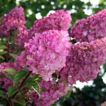 Hydrangea paniculata Sundae Fraise - Ortensia paniculata