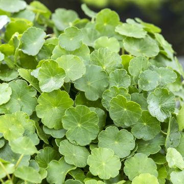 Hydrocotyle vulgaris - Soldinella acquatica