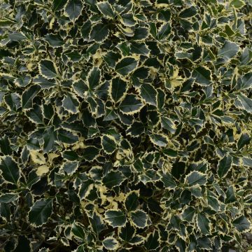 Ilex aquifolium Argenteomarginata - Agrifoglio variegato