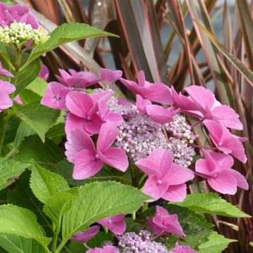 Hydrangea macrophylla Teller Pink - Ortensia