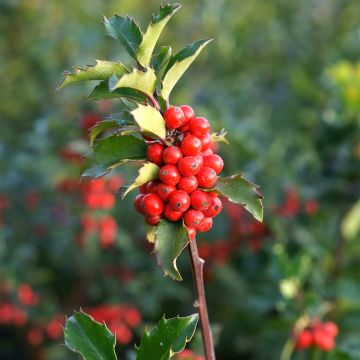 Ilex meserveae Mesid - Agrifoglio