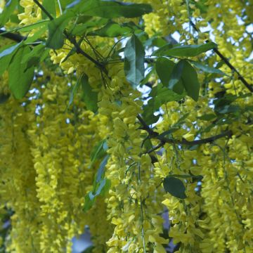 Laburnum anagyroides - Maggiociondolo comune