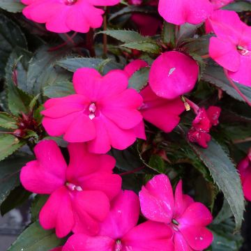 Impatiens SunPatiens Compact Purple - Fiore di vetro