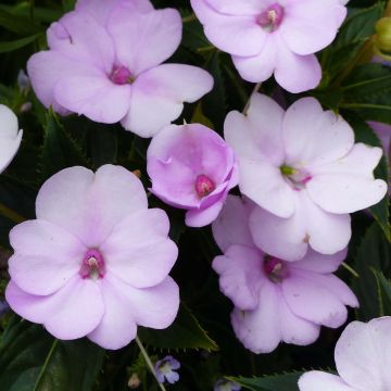 Impatiens Sunpatiens Compact Orchid Blush - Fiore di vetro